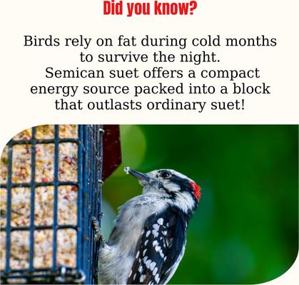 Show full view: Semican Sunflower Heart Suet Wild Bird Treat, 12.15-oz cake slide 3 of 3