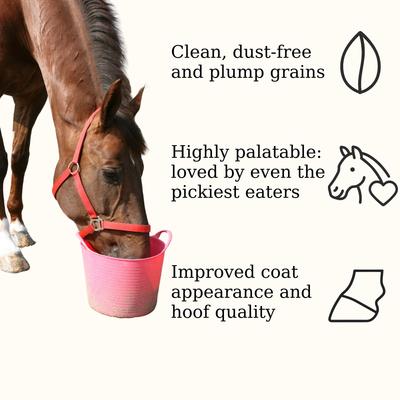 Show full view: Semican Non-GMO Hullfree Oats Turcotte Horse Feed, 50-lb bag slide 4 of 7