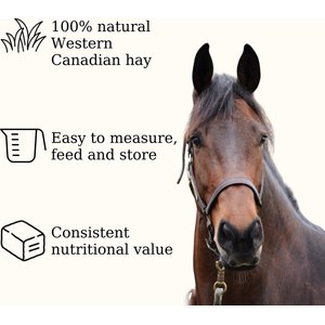 Semican Non-GMO Mini Size Timothy/Alfalfa Cubes Horse Feed, 50-lb bag