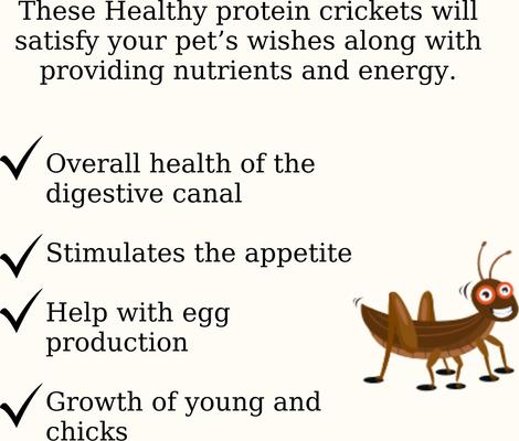 Show full view: Semican GoodyCrickets Chicken Treats, 1-lb bag slide 3 of 4