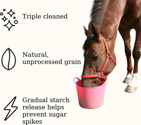 Show full view: Semican Non-GMO Golden Select Whole Oats Horse Feed, 50-lb bag slide 3 of 5