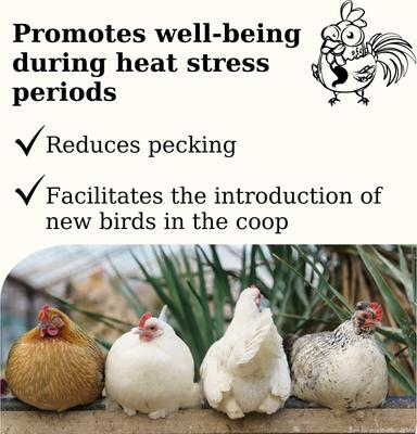 Show full view: Semican Gut-Chick Liquid Digestive Supplement for Poultry, 16-fl oz bottle slide 6 of 7