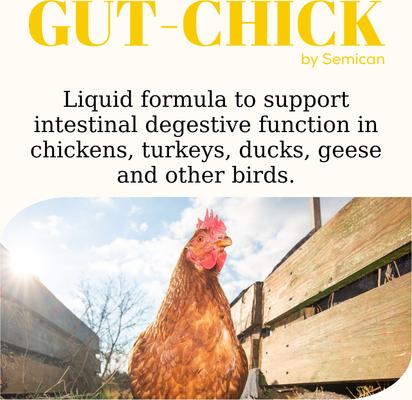 Show full view: Semican Gut-Chick Liquid Digestive Supplement for Poultry, 16-fl oz bottle slide 2 of 7