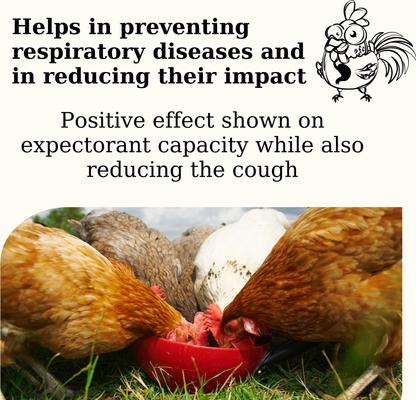 Show full view: Semican Respi-Chick Liquid Respiratory Supplement for Poultry, 16-fl oz bottle slide 5 of 6