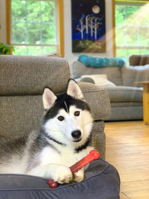 Show full view: Nylabone Flavor Frenzy Power Chew Dog Toy Beef Jerky, Large slide 3 of 12