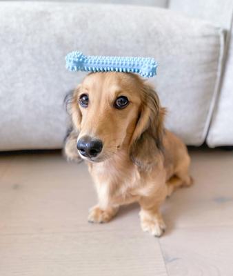 Show full view: Nylabone Puppy Chew Variety Toy & Treat Triple Pack Blue, Small slide 8 of 12