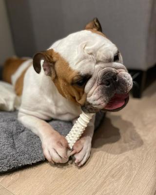 Show full view: Nylabone Power Chew Durable Dog Toy Chicken, X-Large  slide 4 of 14