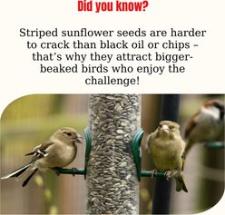 Semican Striped Sunflower Wild Bird Food, 25-lb bag slide 2 of 3