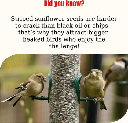 Show full view: Semican Striped Sunflower Wild Bird Food, 25-lb bag slide 3 of 3