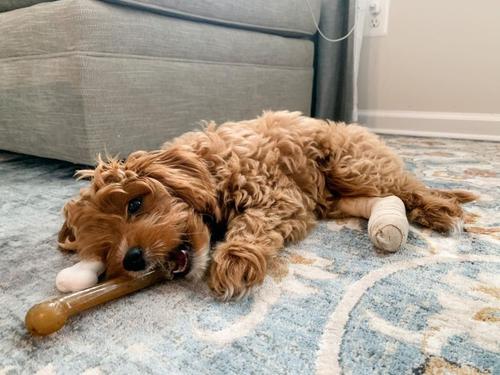 Show full view: Nylabone FlexiChew Chicken Flavored Dog Chew Toy, Large slide 3 of 13