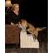 Show in main carousel: Pet Gear Trellis Print Designer 3-Step Dog Stairs, Natrural Beige slide 2 of 4