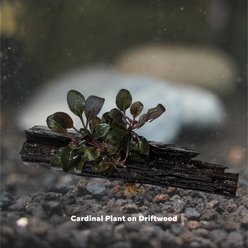 Quinn's Fins Cardinal Plant on Driftwood Live Aquarium Plant slide 2 of 2