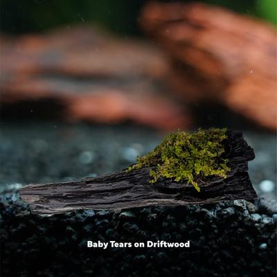 Show full view: Quinn's Fins Baby Tears on Driftwood Live Aquarium Plant slide 3 of 4