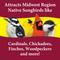 Show in main carousel: 3-D Midwestern Regional Blend Wild Bird Food, 5-lb bag slide 3 of 9