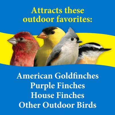 Show full view: 3-D Premium Finch Lovers Wild Bird Food, 5-lb bag slide 4 of 9