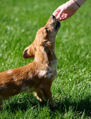 Show full view: Buck Bone Organics Mini Antler Biscuits Dog Treats, 16-oz bag slide 5 of 7