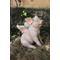 Show in main carousel: Hi-Line Gift Smiling Pig with Wings Sitting Statue, 16.65-in slide 1 of 10
