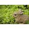 Show in main carousel: Hi-Line Gift Hare Cub Jumping Statue, 6.69-in slide 8 of 8