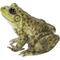 Show in main carousel: Hi-Line Gift American Bullfrog Statue, 4.84-in slide 3 of 8