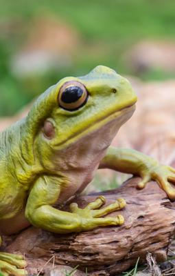 Show full view: Hi-Line Gift White's Tree Frog Statue, 3.86-in slide 6 of 8