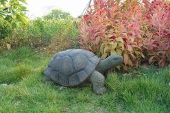 Hi-Line Gift Turtle Statue, 21-in