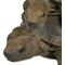 Show in main carousel: Hi-Line Gift Stacked Turtle Family Statue, 20.5-in slide 8 of 9