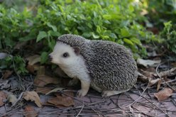 Hi-Line Gift Crawling Hedgehog Statue, 6.25-in