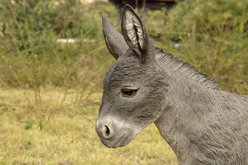 Hi-Line Gift Standing Grey Donkey Statue, Gray, 15.16-in slide 2 of 9