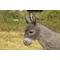 Show in main carousel: Hi-Line Gift Standing Grey Donkey Statue, Gray, 15.16-in slide 7 of 10
