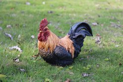 Hi-Line Gift Squatting Rooster Statue, 10-in