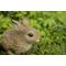 Show in main carousel: Hi-Line Gift Hare Cub Jumping Statue, 6.69-in slide 5 of 8