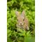 Show in main carousel: Hi-Line Gift Hare Cub Jumping Statue, 6.69-in slide 6 of 8