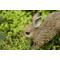 Show in main carousel: Hi-Line Gift Hare Cub Running Statue, 6.22-in slide 6 of 9
