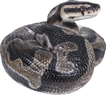 Show full view: Hi-Line Gift Regius Ball Python Statue, 3.86-in slide 4 of 7