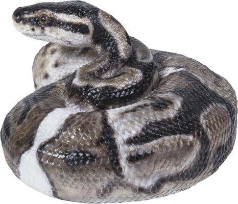 Show full view: Hi-Line Gift Regius Ball Python Statue, 3.86-in slide 3 of 7