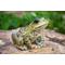 Show in main carousel: Hi-Line Gift American Bullfrog Statue, 4.84-in slide 1 of 8