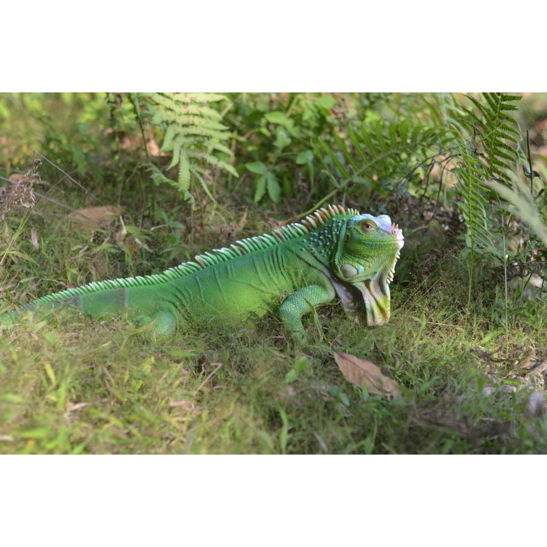 Hi-Line Gift Iguana Statue, 24.25-in