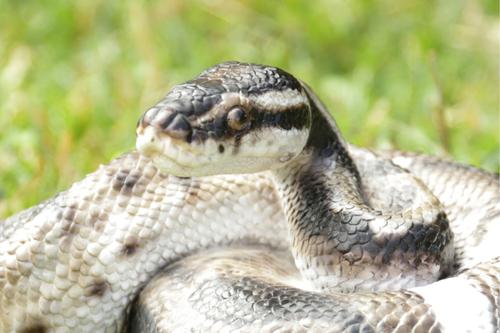 Show full view: Hi-Line Gift Regius Ball Python Statue, 3.86-in slide 6 of 7