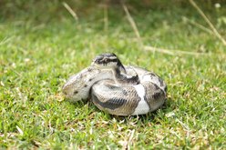 Hi-Line Gift Regius Ball Python Statue, 3.86-in