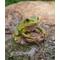 Show in main carousel: Hi-Line Gift White's Tree Frog Statue, 3.86-in slide 1 of 8