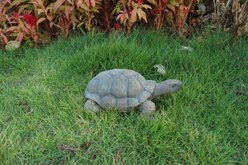 Hi-Line Gift Turtle Statue, 10-in