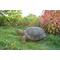 Show in main carousel: Hi-Line Gift Turtle Statue, 21-in slide 5 of 7
