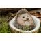 Show in main carousel: Hi-Line Gift Coconut Hedgehog Statue, 3.94-in slide 6 of 8