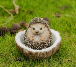 Hi-Line Gift Coconut Hedgehog Statue, 3.94-in