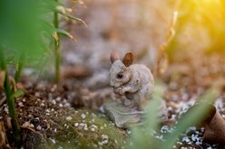 Hi-Line Gift Mouse-Driftwood Look Statue, 3.58-in