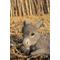 Show in main carousel: Hi-Line Gift Medium Donkey Foal Lying Down Statue, Gray, 7.4-in slide 7 of 9