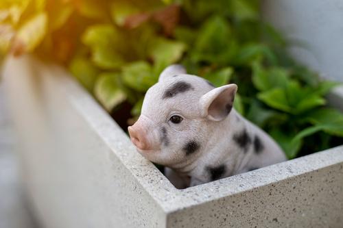 Show full view: Hi-Line Gift Sitting Baby Pig Statue, Pink & Black, 6-in slide 7 of 8
