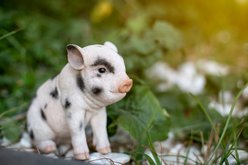 Hi-Line Gift Sitting Baby Pig Statue, Pink & Black, 6-in