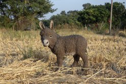 Hi-Line Gift Standing Donkey Looking Left Statue, Brown, 20.5-in