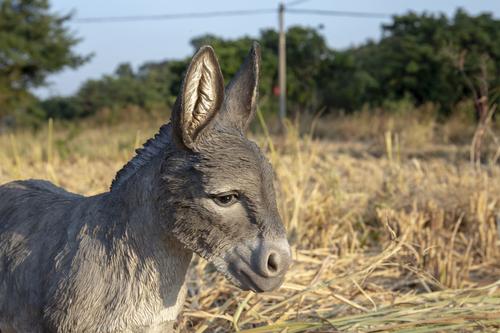 Show full view: Hi-Line Gift Standing Grey Donkey Statue, Gray, 15.16-in slide 8 of 10